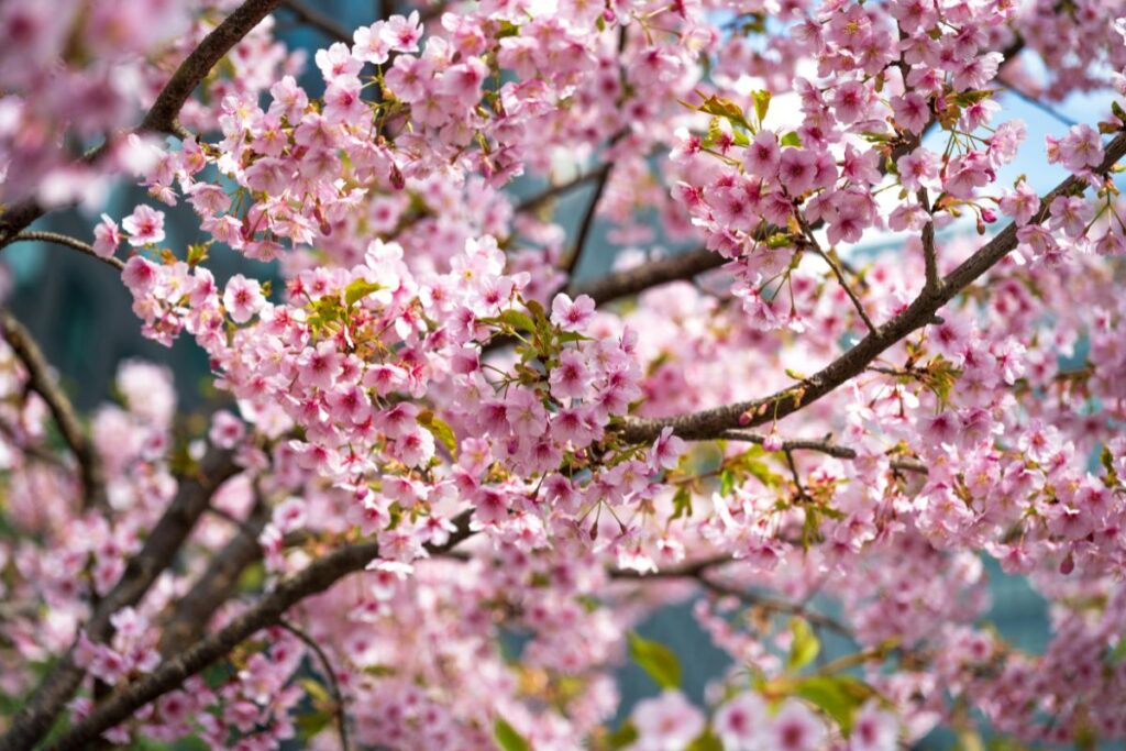 Clusters of soft pink cherry blossoms bloom densely along the branches of a tree in springtime. The delicate flowers grow in tight clusters, each blossom made up of several thin petals surrounding pale yellow centers. The blossoms cover the branches so completely that the dark brown bark is only partially visible beneath the layers of flowers. Small green leaves begin to emerge among the blossoms, adding touches of fresh green to the pink canopy. Sunlight filters through the branches, illuminating the petals and giving them a slightly translucent glow. The background appears softly blurred, hinting at buildings or structures beyond the tree but keeping the focus on the blossoms themselves. The image captures the beauty of cherry blossom season, when trees briefly fill with vibrant pink flowers that signal the arrival of spring.
