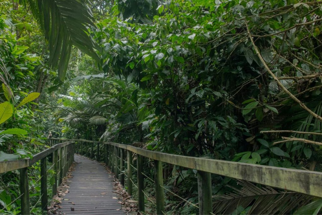 A narrow wooden boardwalk winds gently through dense tropical rainforest vegetation. The walkway is made of weathered wooden planks with sturdy railings on both sides, guiding visitors safely through the thick jungle environment. Large green leaves, palm fronds, and tangled vines grow closely around the path, creating a lush canopy overhead. The surrounding plants vary in size and texture, with broad leaves, layered foliage, and thick branches filling nearly every visible space. Soft natural light filters through the trees, creating patches of shade and dappled light along the boardwalk. Fallen leaves are scattered across the wooden surface of the path. The scene feels quiet and immersive, capturing the experience of walking through a humid rainforest ecosystem where nature surrounds the pathway in every direction.
